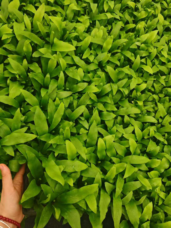 Асплениум Нидус