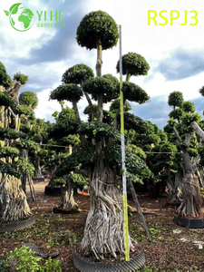 Parapluie à plusieurs niveaux grand ficus artistique, une plante de sol d'intérieur vivante, bonsaï
