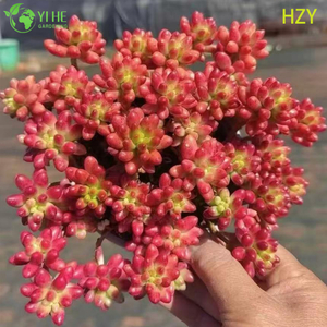 थोक लाल जेली बीन प्लांट लाइव रसीला सेडम�रूब्रोटिनक्टम बोनसाई