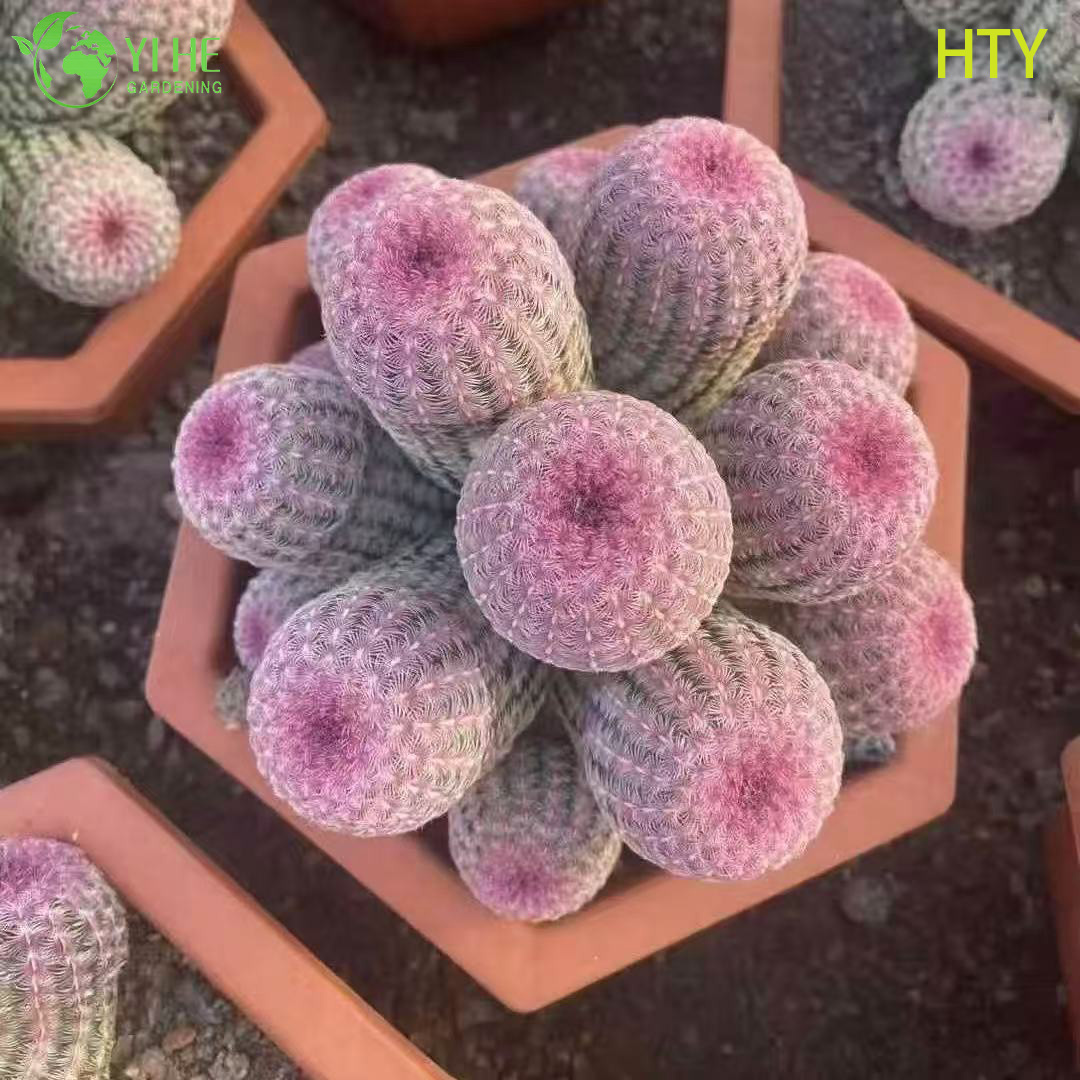 Rubin-Regenbogen-Igel-Kaktus, lebende Sammlerpflanze, Bonsai im Großhandel