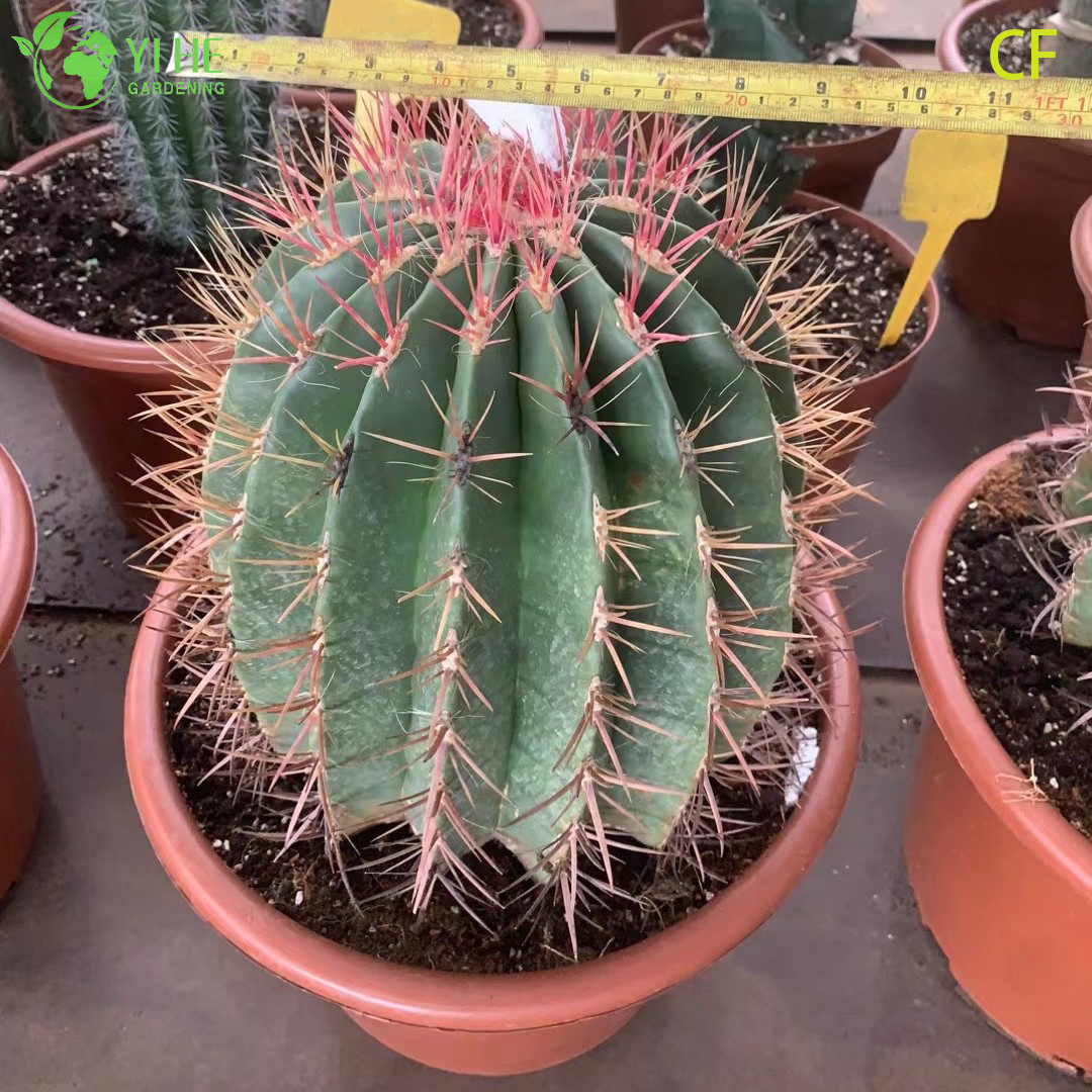 थोक लाल फीनिक्स एचेवेरिया लाइव रसीला उग्र रोसेट बोनसाई