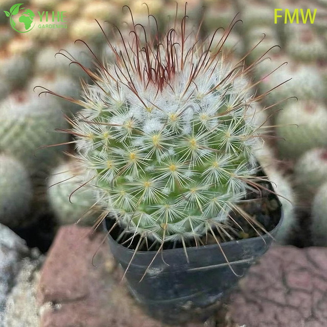 Hurtownia Ferocactus Setispinus Twisted Rib Kaktusy Żywe Rośliny Bonsai