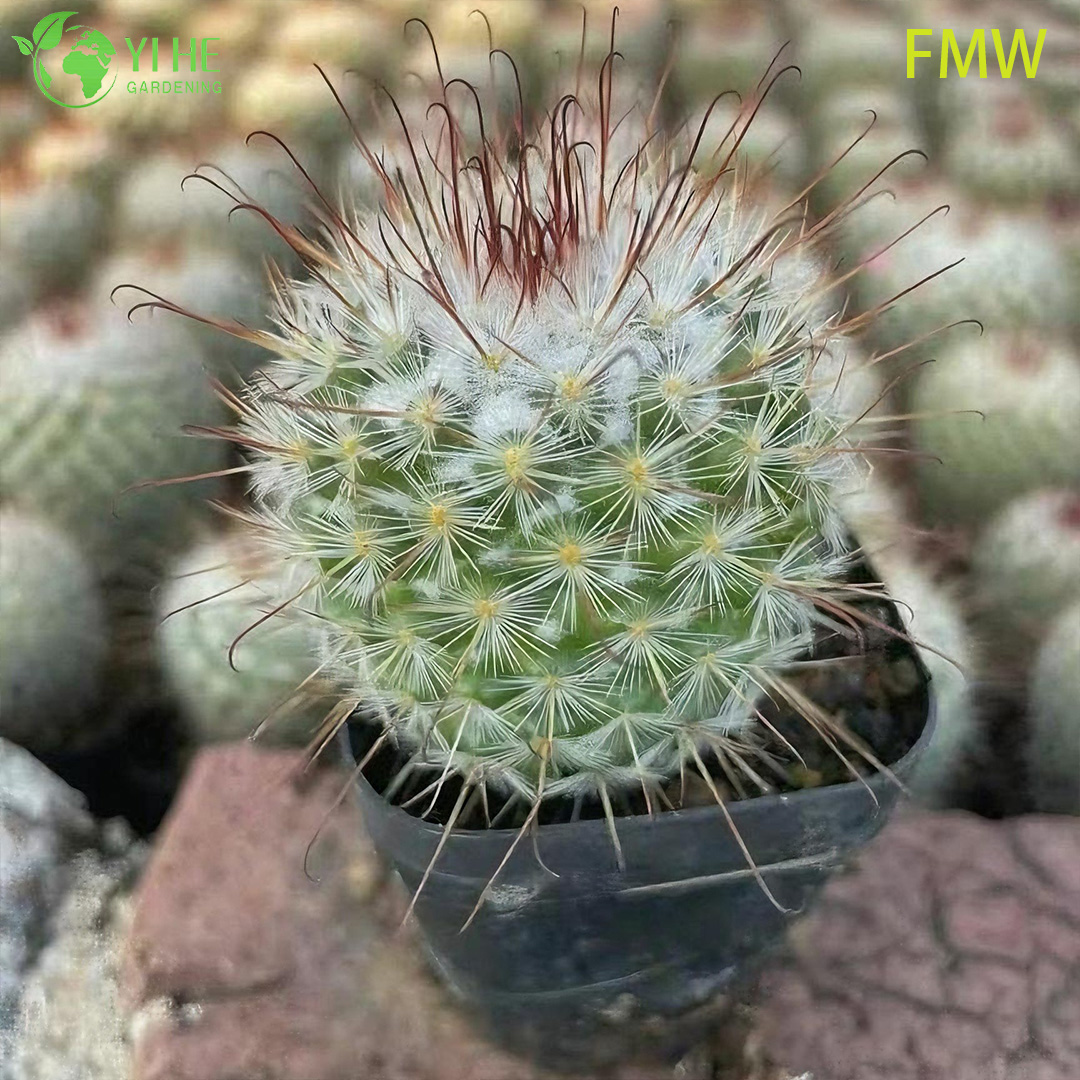 Venta al por mayor Ferocactus Setispinus Twisted Rib Cactus Planta viva Bonsai