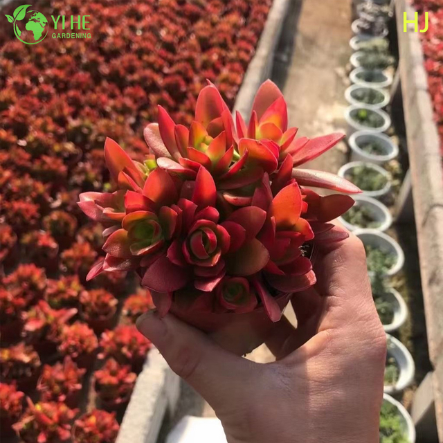 Venta al por mayor Bonsai de planta apilable suculenta viva Crassula de fogata roja