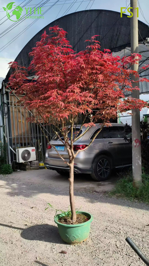 &Eacute;rable rouge vivant en gros pour bonsa&iuml; de sp&eacute;cimen de jardin paysager