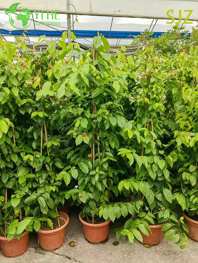 ຂາຍສົ່ງ Garcinia subelliptica Rangoon Creeper ມີຊີວິດການອອກດອກມີກິ່ນຫອມຂອງພືດເຄືອ Bonsai