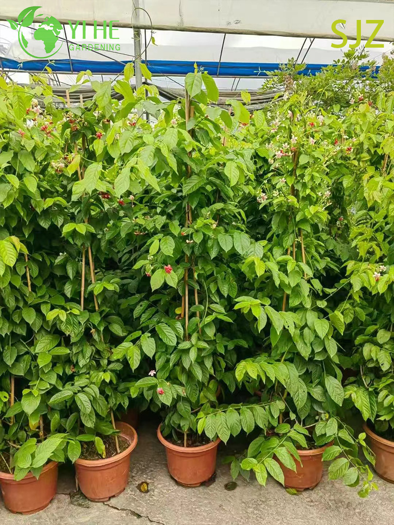 Toptan Garcinia subelliptica Rangoon Creeper Canlı Kokulu &Ccedil;i&ccedil;ekli Asma Bitki Bonsai