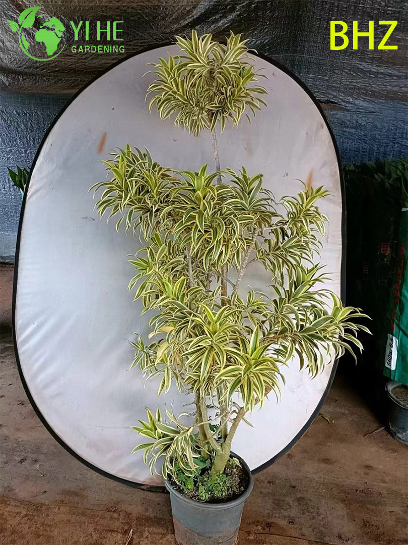 Üppiger bunter Song of India Dracaena Live Zimmerpflanzen-Bonsai