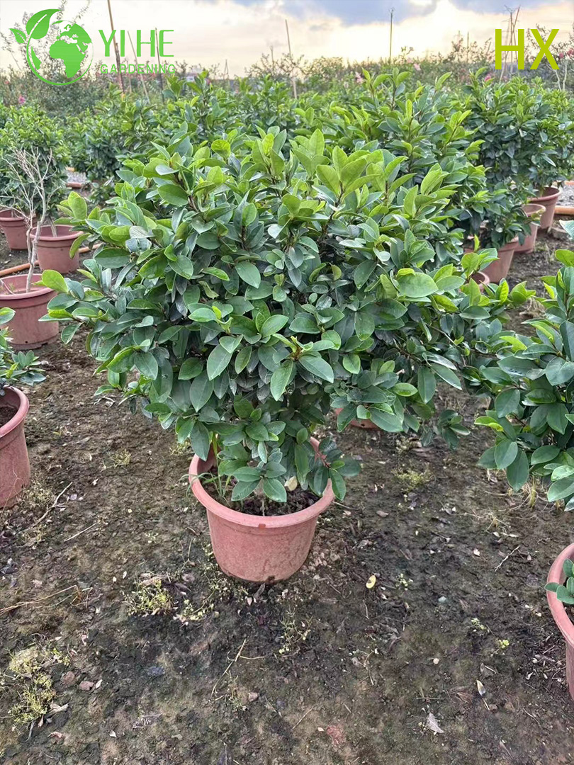 Kokulu Bah&ccedil;e Korunması Bonsai i&ccedil;in Toptan Canlı Michelia Figo Muz &Ccedil;alı