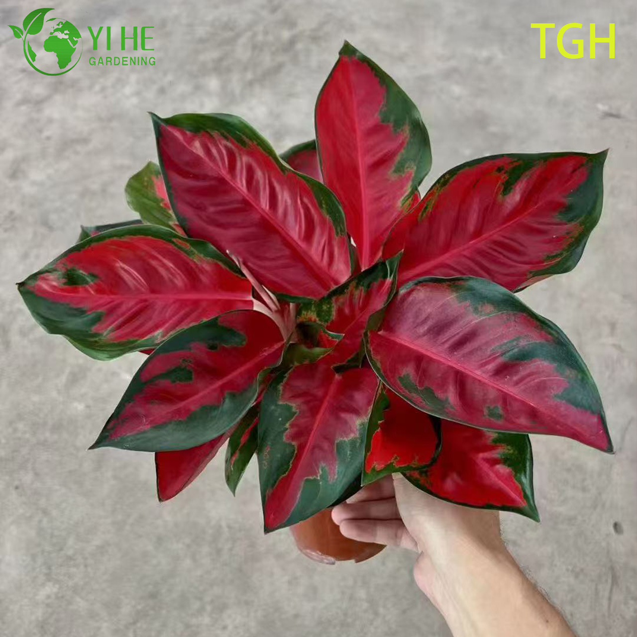 Aglaonema Thaïlande Rouge Un semis de plantes d’intérieur à feuilles persistantes chinoises vivantes