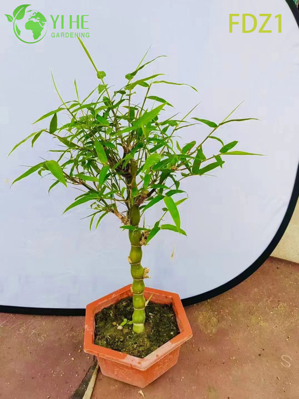 Bamb&ugrave; agglomerante della pancia del Buddha dorato vivo all'ingrosso per la progettazione del paesaggio bonsai