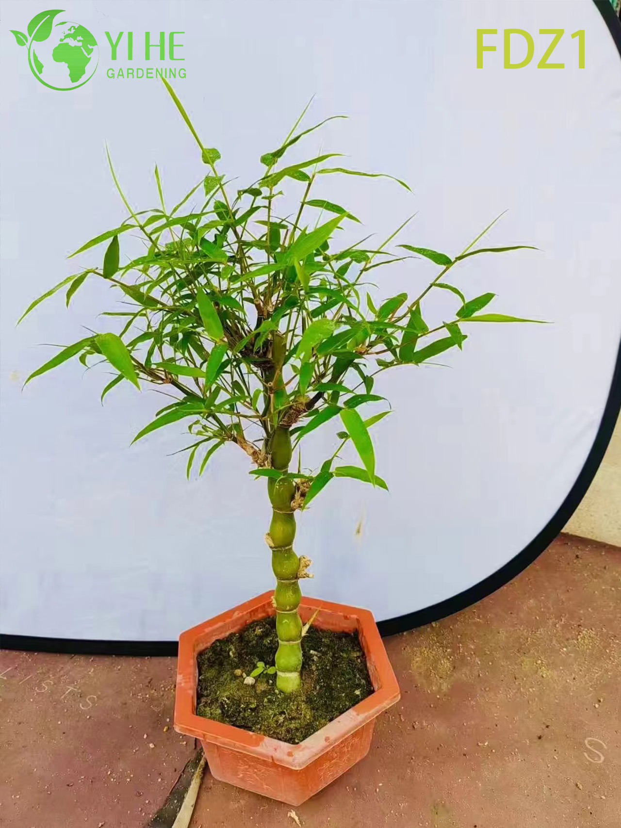 Bamb&ugrave; agglomerante della pancia del Buddha dorato vivo all'ingrosso per la progettazione del paesaggio bonsai