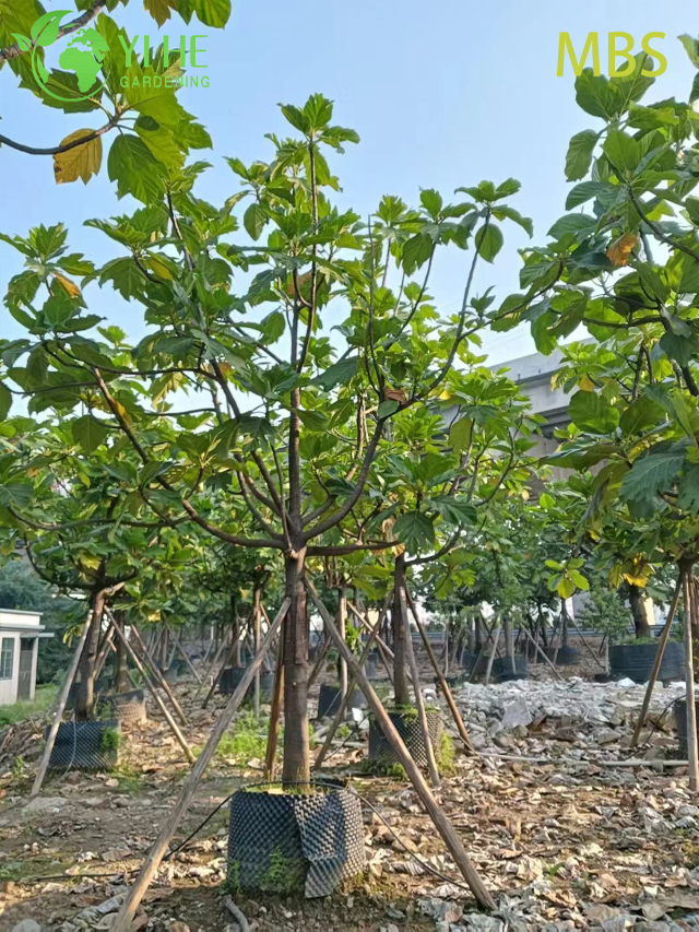 Venda por atacado de &aacute;rvore de fruta-p&atilde;o viva Artocarpus planta tropical comest&iacute;vel bonsai