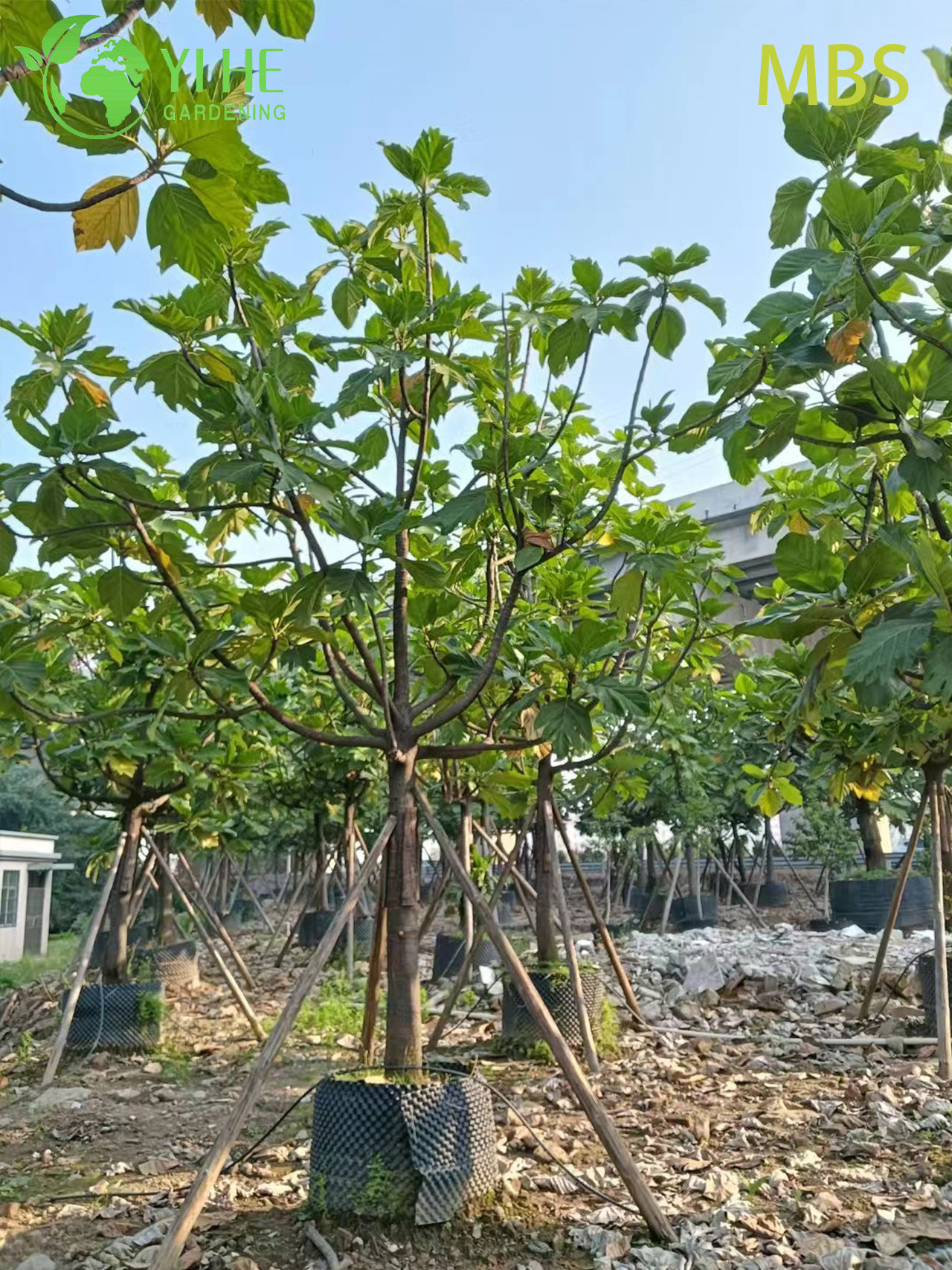 الجملة شجرة الخبز الحية Artocarpus النباتات الاستوائية الصالحة للأكل بونساي
