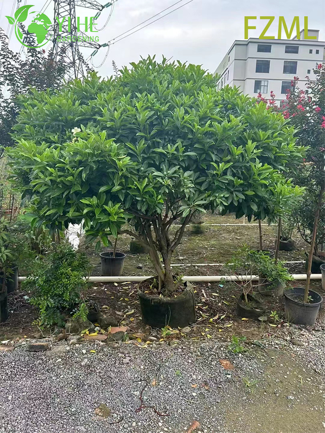 इंडोर लैंडस्केपिंग बोनसाई के लिए थोक लाइव रेडरमाचेरा सिनिका चाइना डॉल प्लांट