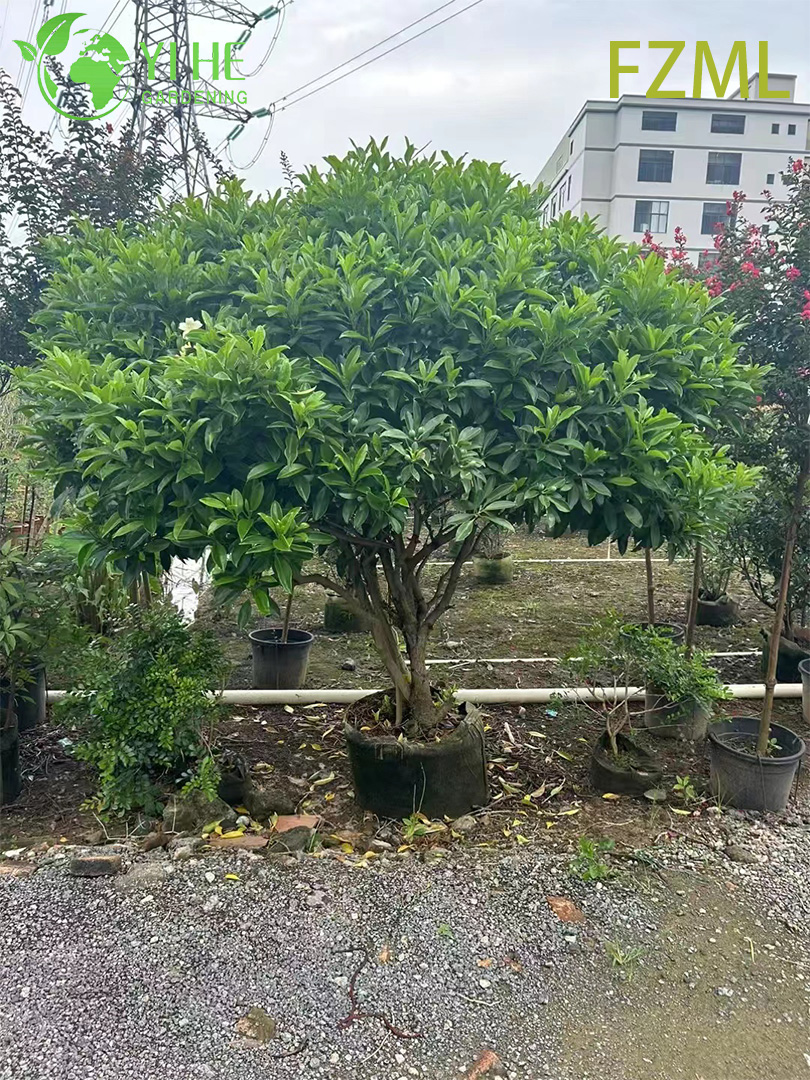Оптовая торговля живыми китайскими куклами Radermachera Sinica для внутреннего ландшафтного дизайна бонсай