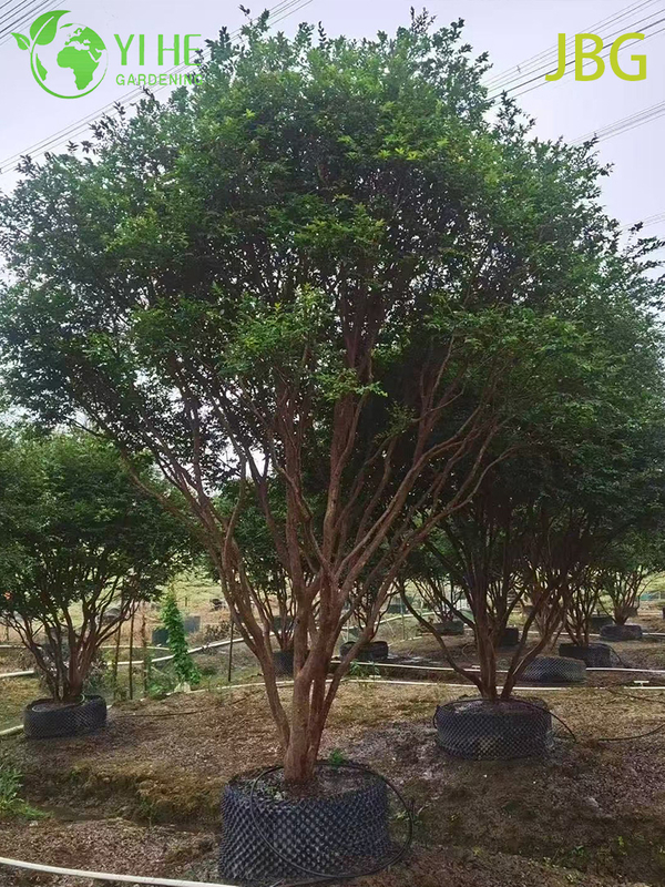 Пышное вечнозеленое дерево джабутикаба со съедобными плодами, похожими на виноград, бонсай