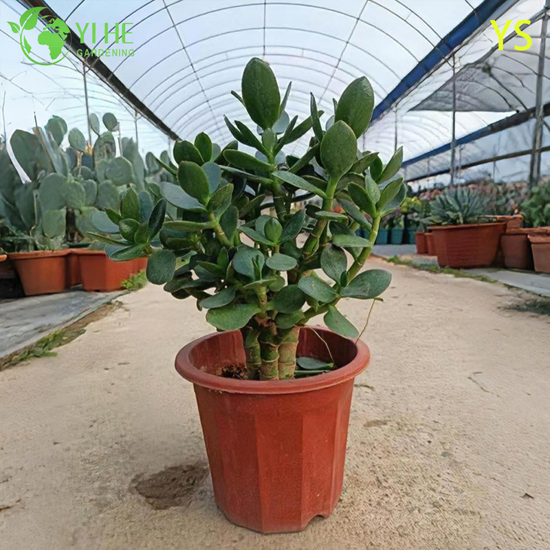 Dekorative lebende Geldbaum-Jadepflanze mit bunten künstlichen Blumen-Bonsai