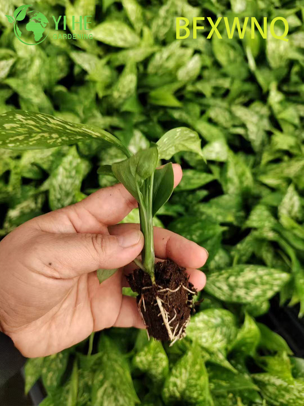ขายส่ง Dieffenbachia พายุหิมะ Variegated Dumb Cane Plant Plug ต้นกล้า