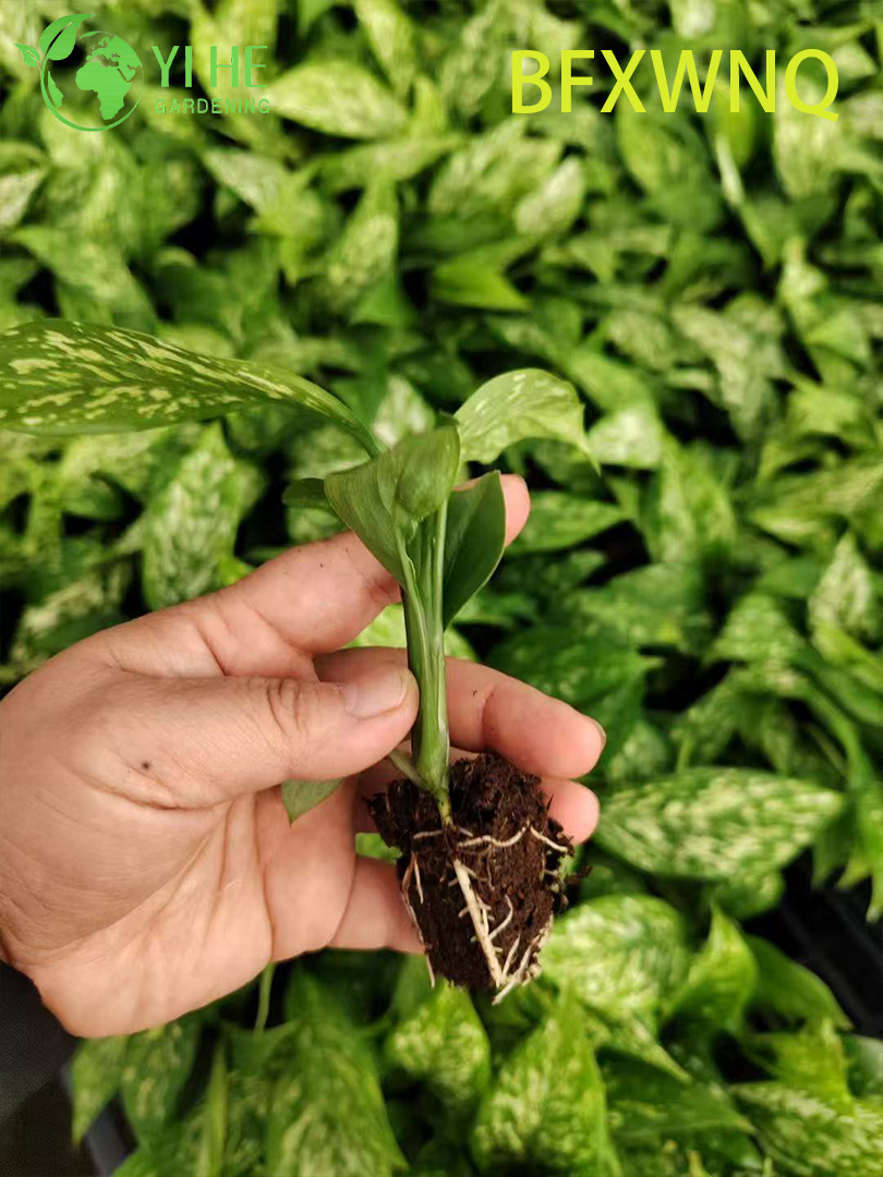 ขายส่ง Dieffenbachia พายุหิมะ Variegated Dumb Cane Plant Plug ต้นกล้า