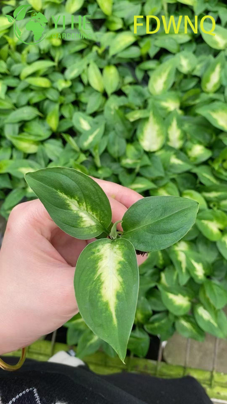 Atacado Dieffenbachia Camille Live Variegated Mudo Cane Starter Plug Mudas