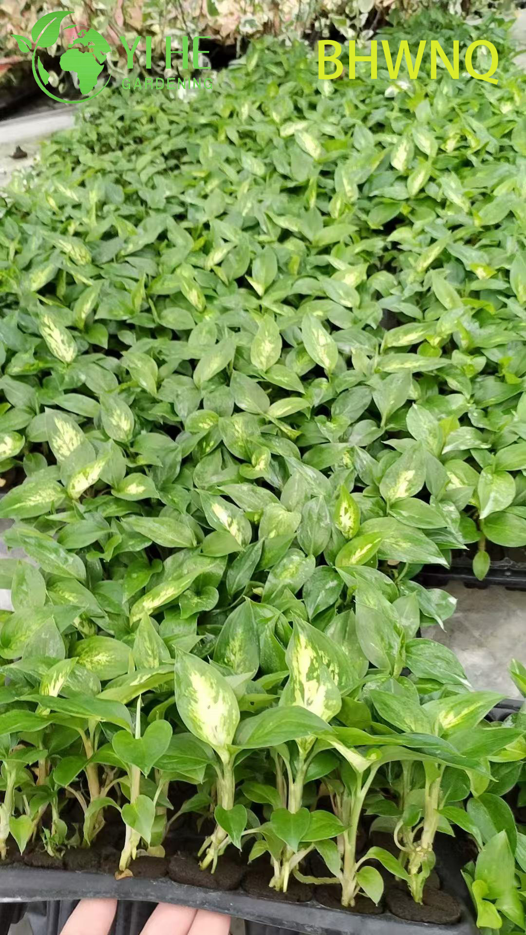 លក់ដុំ Dieffenbachia White Flame Live Dumb Cane Starter Plug Seedlings