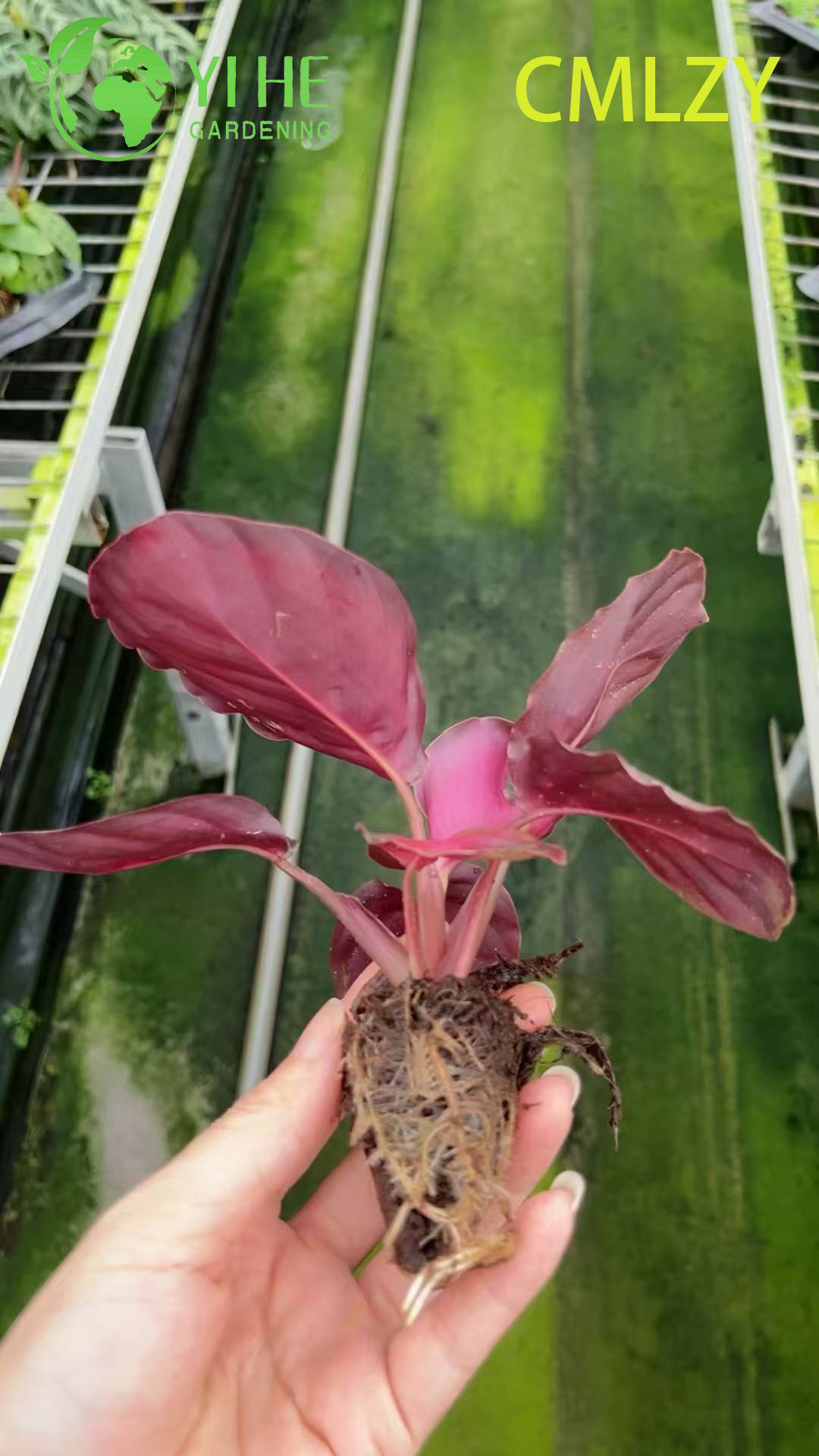 B&aacute;n bu&ocirc;n C&acirc;y cầu nguyện trực tiếp Calathea Rosey Pink Khởi động c&acirc;y con