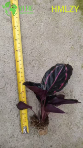 Atacado Calathea Pinstripe Live Prayer Plant Starter Plug Mudas