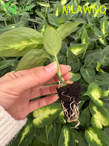 Atacado Dieffenbachia Marianne Live Variegated Mudo Cane Plug Mudas