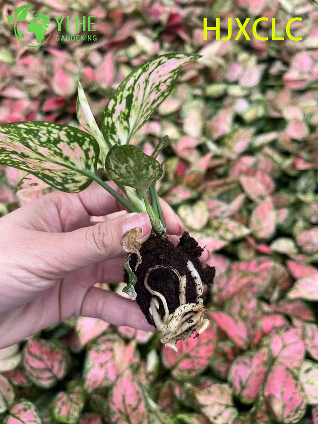 Piantine sempreverdi cinesi all'ingrosso della spina di avviamento di Aglaonema Valentine Live rosse