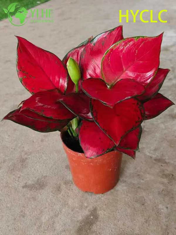 ຂາຍສົ່ງ Aglaonema Beauty Live Chinese Evergreen Starter Plug Seedlings