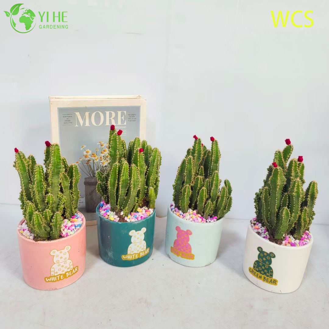 Venta al por mayor Fairy Castle Cactus Acanthocereus Tetragonus Planta viva Bonsai