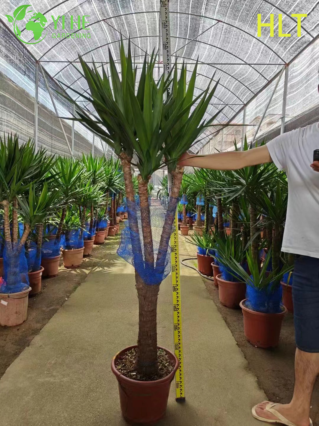 थोक मल्टी-स्टेम युक्का केन ट्री लाइव इंडोर हाउसप्लांट बोनसाई