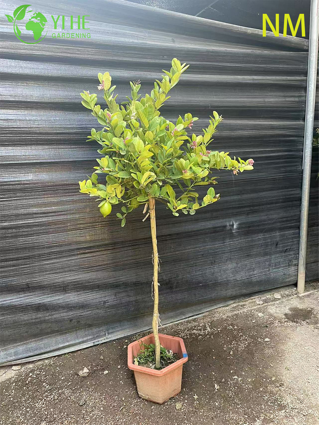 Citron en gros arbre de Patio Standard plante d'agrumes &agrave; fruits vivants bonsa&iuml;