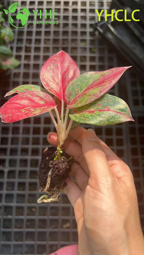 Venda por atacado de Aglaonema Fireworks Live Chinese Evergreen Starter Plug Mudas