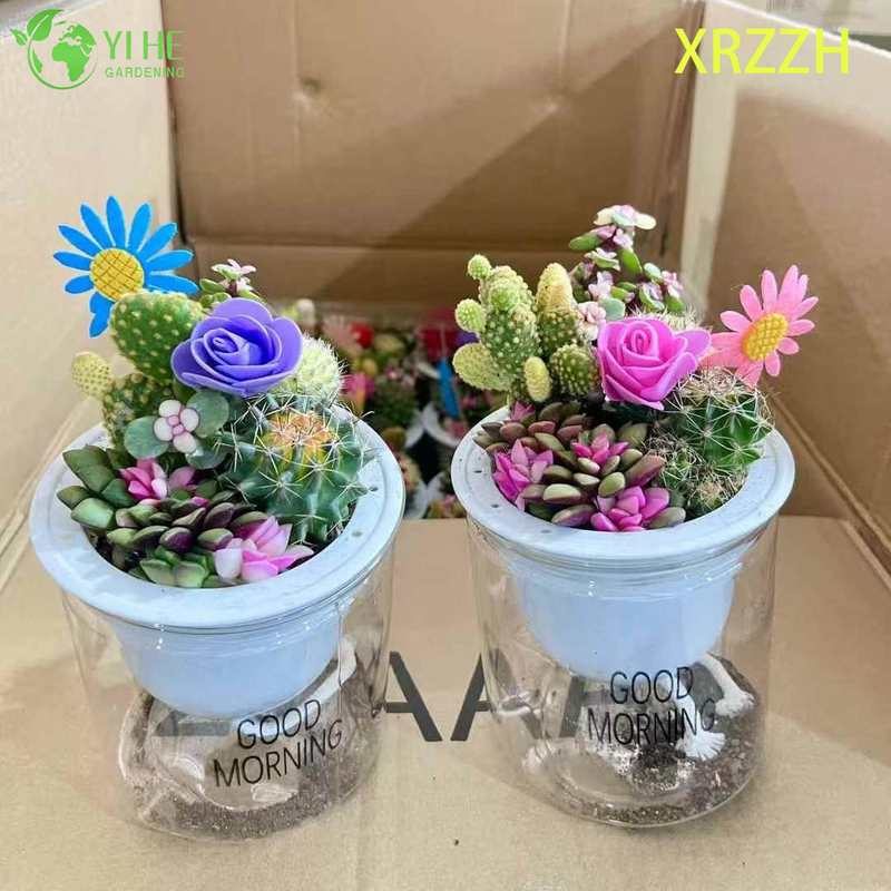 Kit de jardim de mini cactos suculentos fa&ccedil;a voc&ecirc; mesmo para bonsai de decora&ccedil;&atilde;o de escrit&oacute;rio de mesa