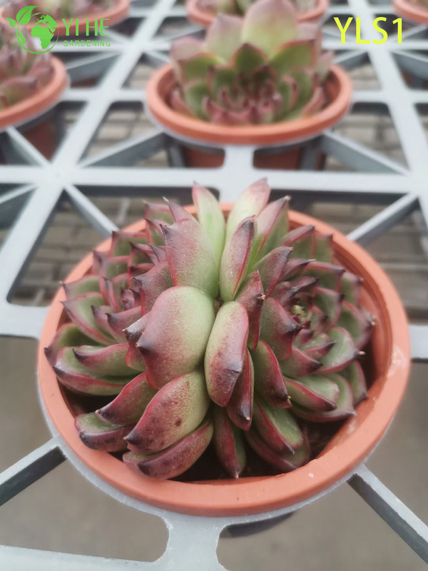 Atacado Echeveria Agavoides Batom Planta Suculenta Viva Bonsai