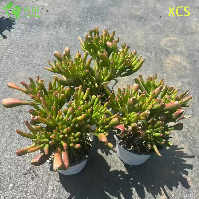 ขายส่ง Crassula Ovata Hobbit Jade Live Succulent พืชบอนไซ