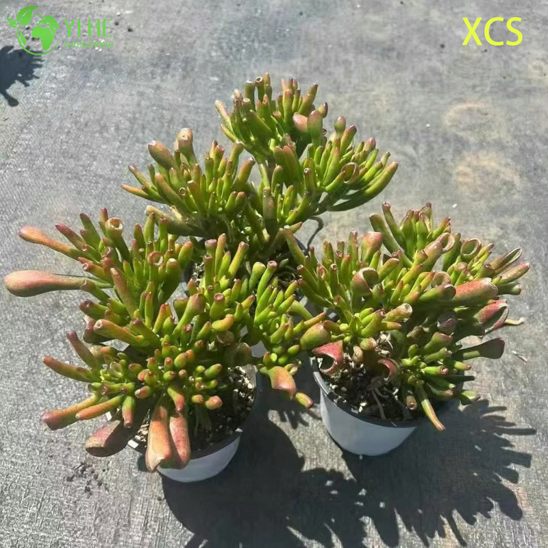 Atacado Crassula Ovata Hobbit Jade Planta Suculenta Bonsai Viva