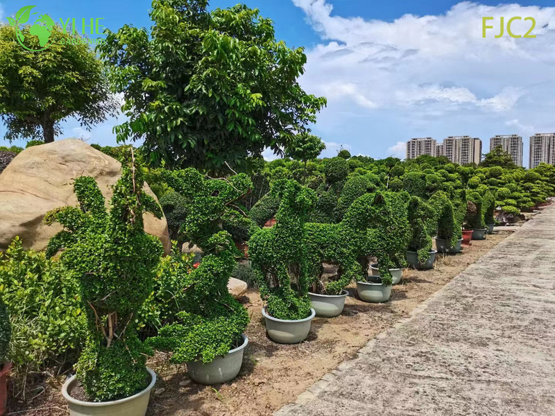 Live Fukien ຊາ Bonsai ຕົ້ນໄມ້ Carmona Mfcrophylla Indoor Plant Bonsai