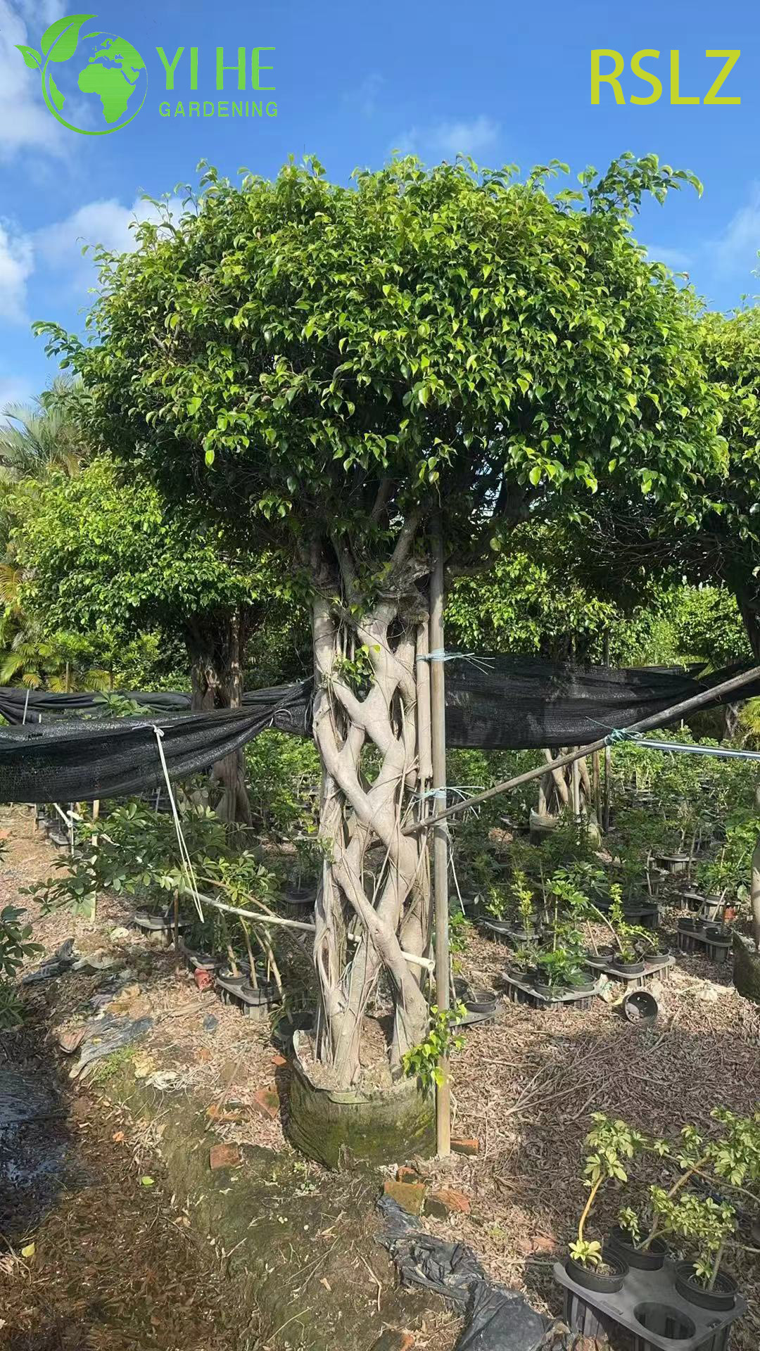 Tkana klatka Ficus, pleciony pień, żywa rzeźba roślinna Bonsai