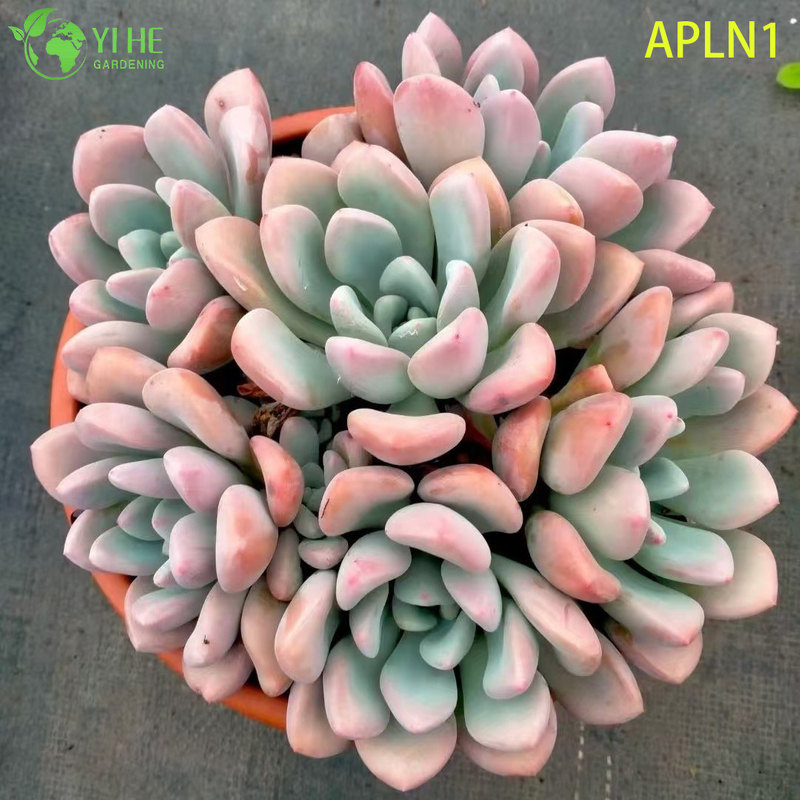ຂາຍຍົກ Graptoveria Opalina Pastel Pink Live Succulent Rosette Plant Bonsai