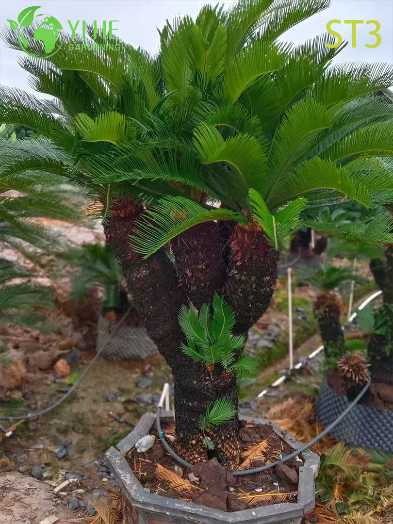 ያጌጠ ባለ ብዙ - ግንድ Cycas Revoluta፣ Evergreen ትሮፒካል ጌጣጌጥ ተክል