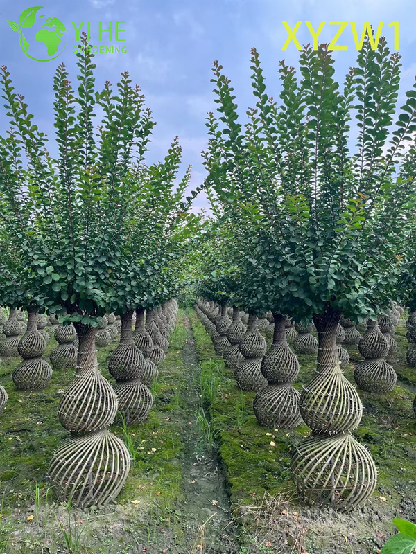 Zierlagerstroemia parviflora, Vasenförmiger Topiary-Baum, blühende Gartendekorpflanze