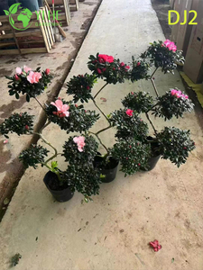Rhododendron simsii ដ៏ប្រណិតជាមួយនឹងផ្កាអ័រណាត