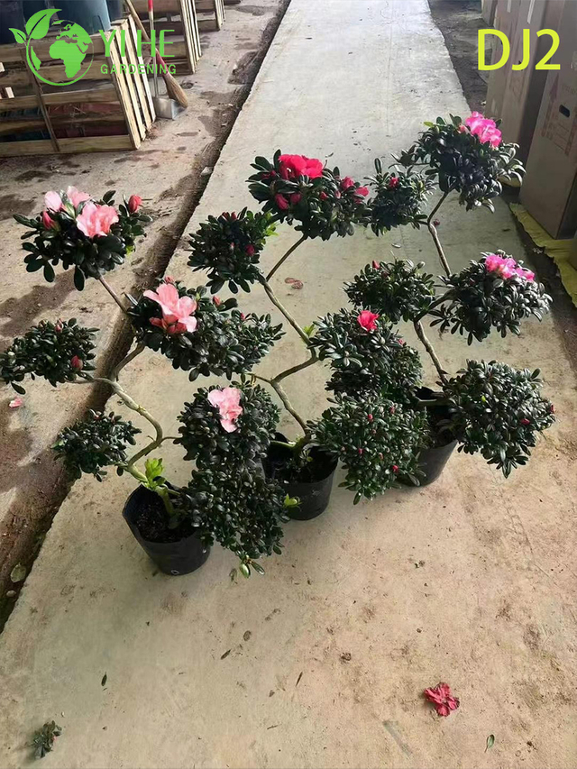 अलंकृत ब्लूम के साथ उत्तम पॉटेड रोडोडेंड्रोन सिम्सि