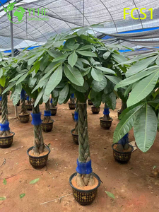 جذع مضفر Pachira Macrocarpa للديكور الداخلي، شجرة المال المحظوظة بأوراق خضراء مورقة