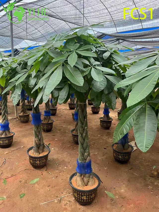 इनडोर सजावट के लिए ब्रेडेड ट्रंक पचीरा मैक्रोकार्पा, हरे-भरे पत्तों वाला लकी मनी ट्री