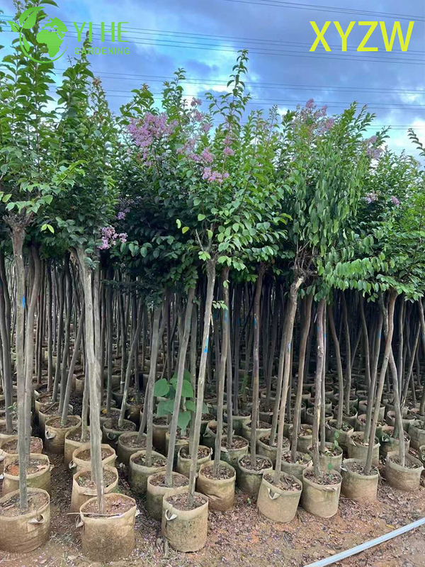 Albero di mirto nano ornamentale per l'esportazione all'ingrosso