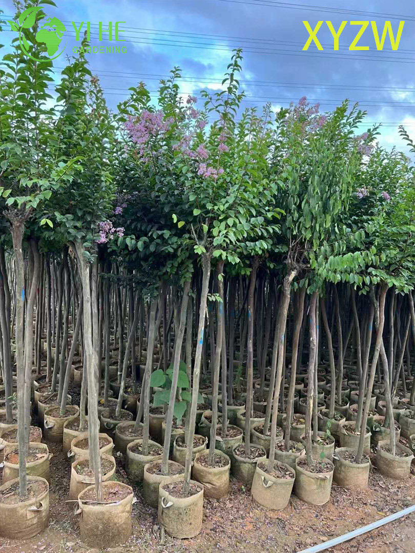 Albero di mirto nano ornamentale per l'esportazione all'ingrosso